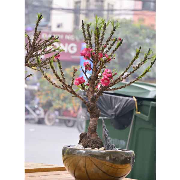 Cây Đào tiến vua bonsai mini