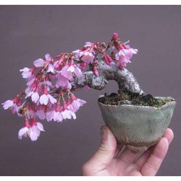 Cây Hoa Đào bonsai mini