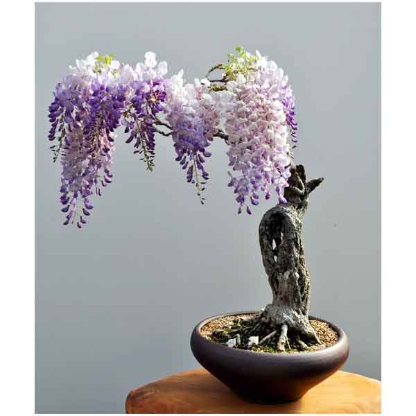 Cây Hoa Tử Đằng bonsai mini