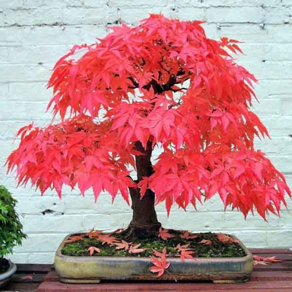 Cây Phong lá đỏ bonsai mini
