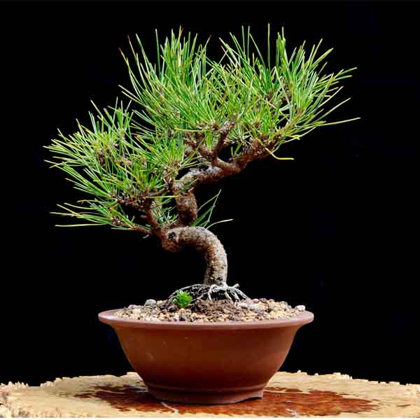 Cây Thông Đen bonsai mini