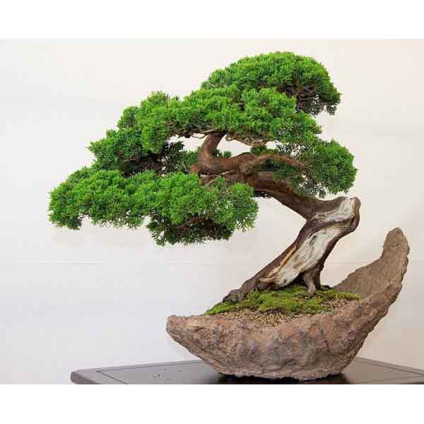Cây Tùng Bách bonsai mini