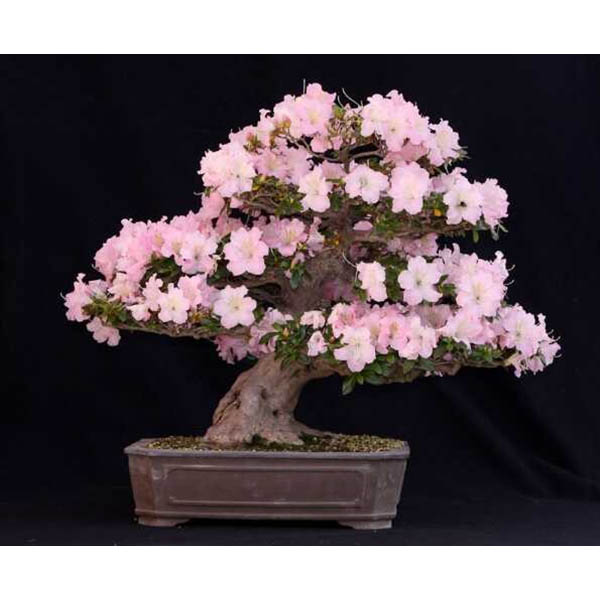 Cây bonsai mini Hoa đỗ quyên