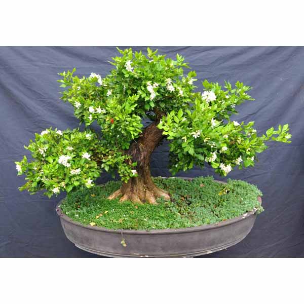 Cây nguyệt quế bonsai mini