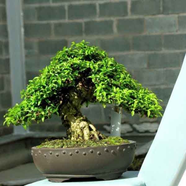 Cây Mai Chiếu Thủy bonsai