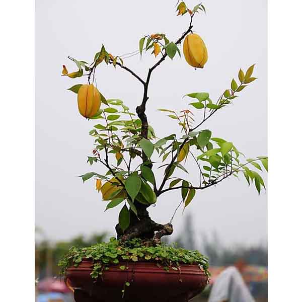 Cây khế bonsai mini